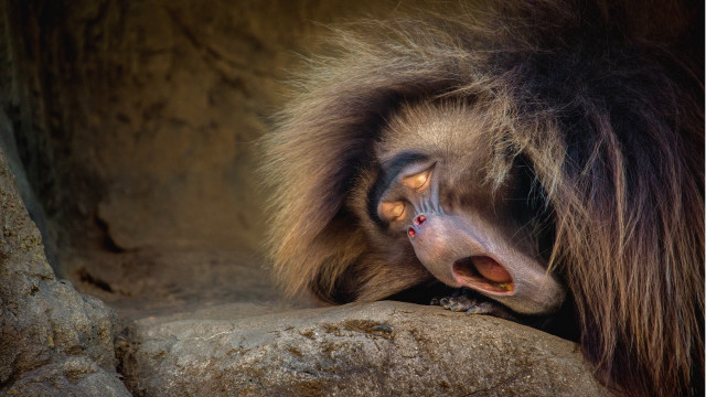 Monkey rock mouth open tongue free wallpaper - medium preview image
