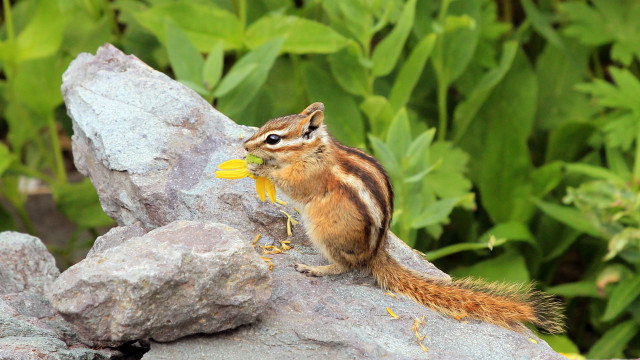 Chipmunk flower rock woods green free wallpaper - medium preview image