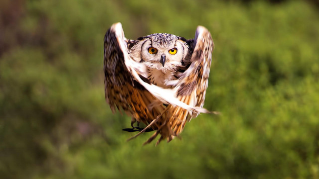 Bird flying yellow eyes wings free wallpaper - medium preview image