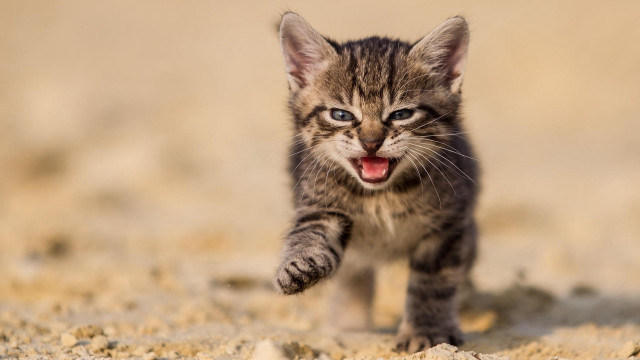 Small kitten sandy ground open free wallpaper - medium preview image