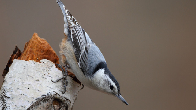Bird perched wings spread down free wallpaper - medium preview image