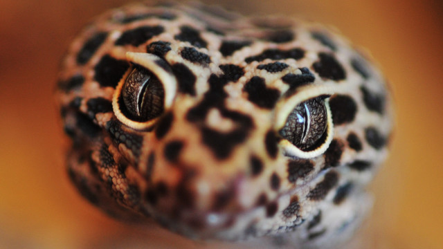 Leopard closeup detailed eyes blurry free wallpaper - medium preview image