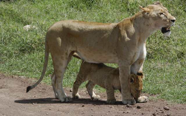 Mother lion cub dirt road free wallpaper - medium preview image