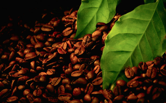Coffee beans green leaves still #2 free wallpaper - medium preview image