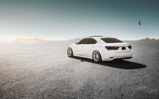 White car parking lot bird free wallpaper - medium preview image