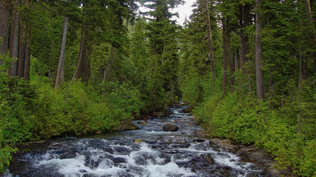 River forest canoe nature matte free wallpaper - medium preview image