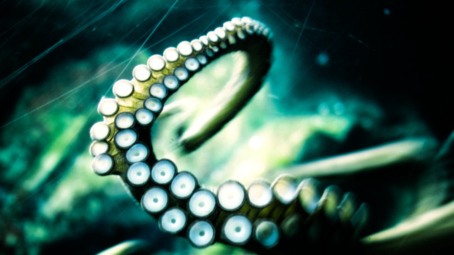 Octopus ring water plants bubbles free wallpaper - medium preview image