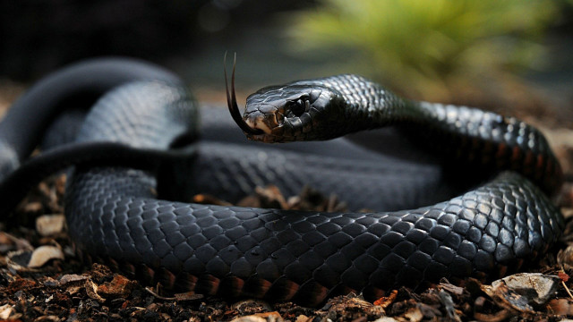 Black snake curling dirt leaves free wallpaper - medium preview image