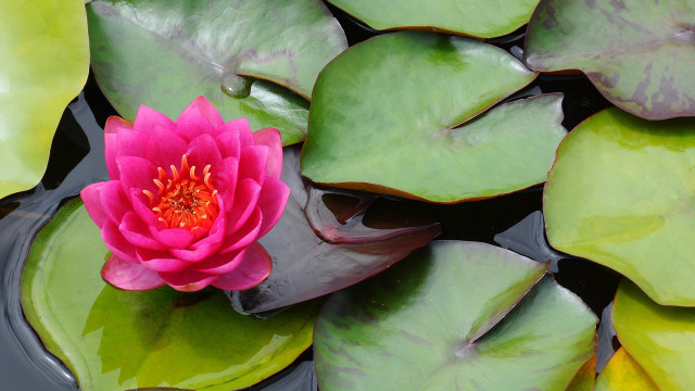 Pink flower pond lilies ecological #2 free wallpaper - medium preview image