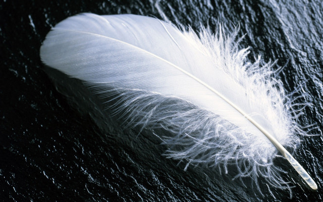 White feather water droplets night free wallpaper - medium preview image