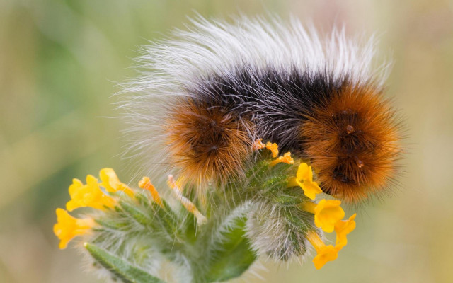 Fuzzy animal yellow flower dandelion free wallpaper - medium preview image