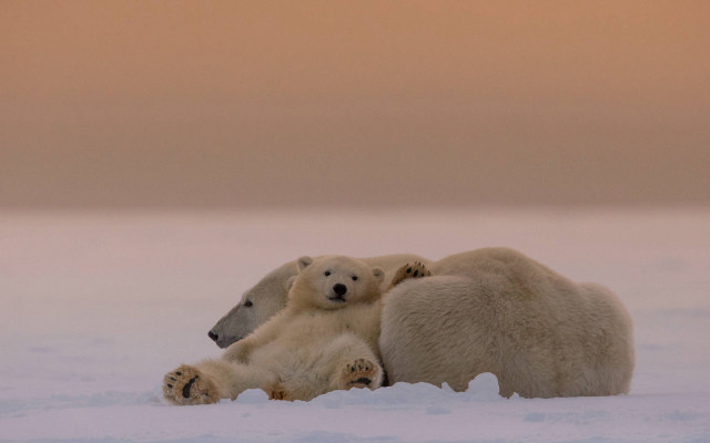 Polar bears hugging snow art free wallpaper - medium preview image