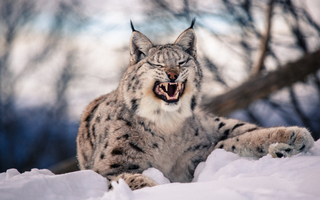 Snow leopard yawning snow sharp free wallpaper - medium preview image