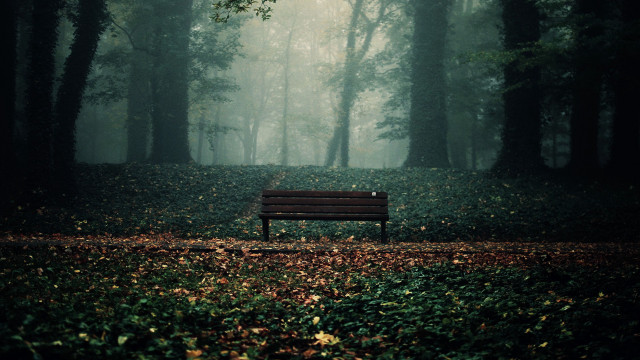 Forest bench mist light rays free wallpaper - medium preview image