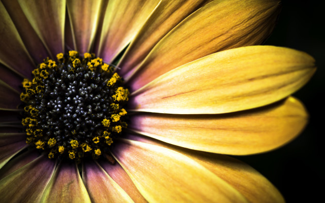 Yellow flower macro black background #2 free wallpaper - medium preview image