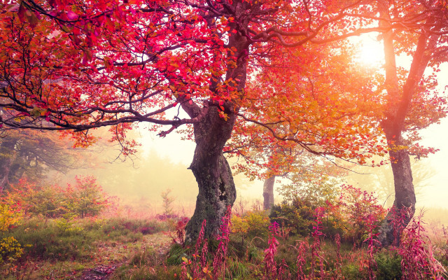 Foggy autumn leaves sunset forest free wallpaper - medium preview image