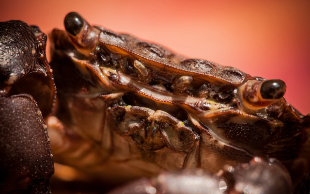Bug water droplets red background free wallpaper - medium preview image