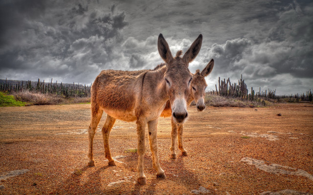 Donkeys dirt field cloudy sky free wallpaper - medium preview image