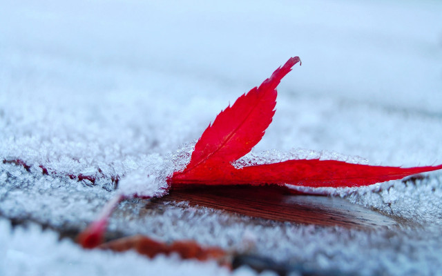 Red leaf snow macro blurry free wallpaper - medium preview image