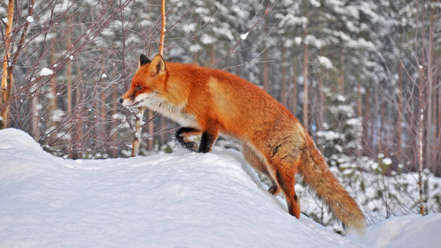 Red fox jumping snowy forest free wallpaper - medium preview image