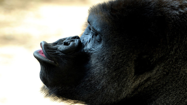 Gorilla open mouth tongue up free wallpaper - medium preview image