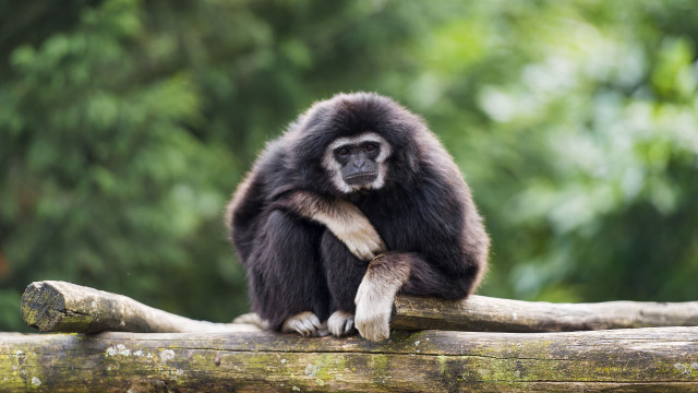 Monkey forest log blurry background free wallpaper - medium preview image