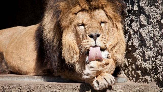 Lion lying down tree trunk free wallpaper - medium preview image