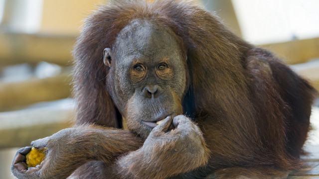 Monkey eating yellow smile photorealistic free wallpaper - medium preview image