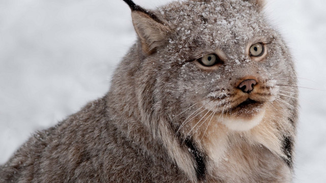 Cat snow closeup black nose free wallpaper - medium preview image