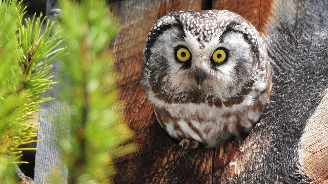 Owl yellow eyes fence post free wallpaper - medium preview image