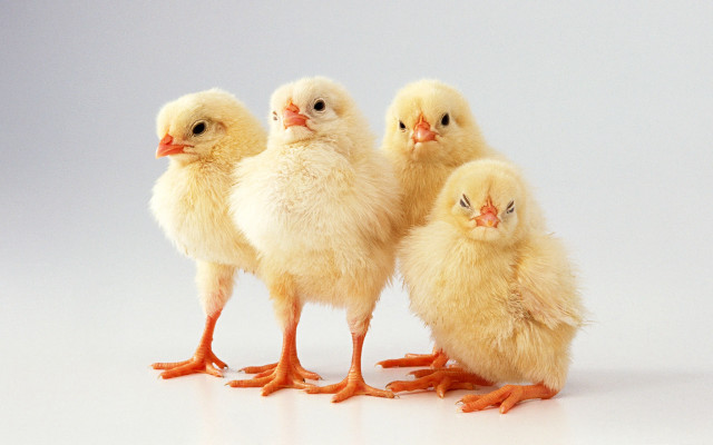 Three chickens white surface white free wallpaper - medium preview image