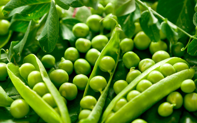Green beans tree branch leaves free wallpaper - medium preview image