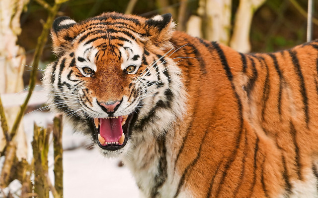Tiger open mouth snow forest #2 free wallpaper - medium preview image