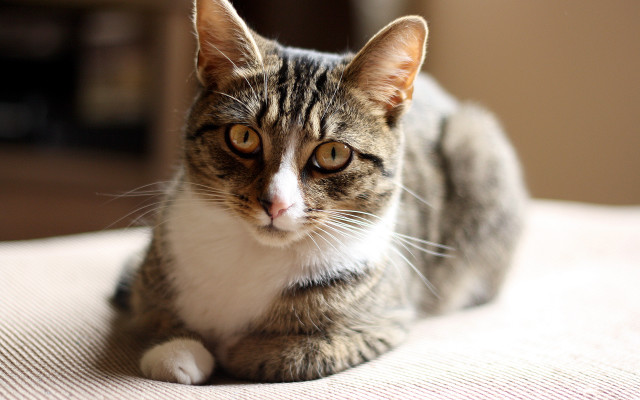 Sad cat bed shallow focus free wallpaper - medium preview image