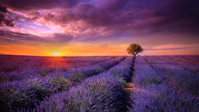 Lavender field lone tree sunset #4 free wallpaper - medium preview image