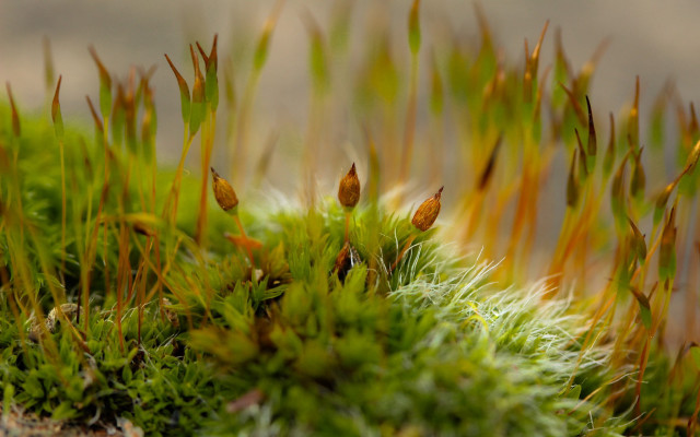 Macro plant flower blurry background free wallpaper - medium preview image