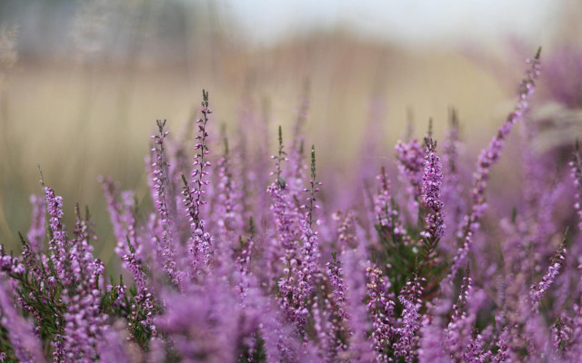 Purple flower field macro hanami free wallpaper - medium preview image