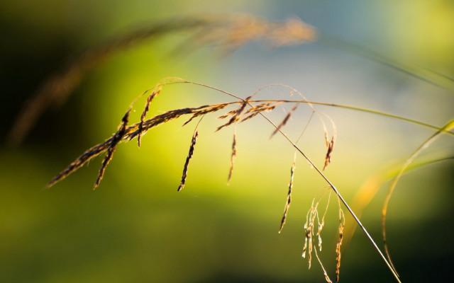 Grass blurry background nature macro free wallpaper - medium preview image