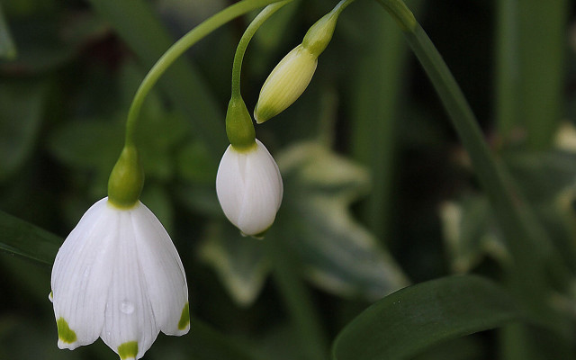 White flower closeup bokeh macro #2 free wallpaper - medium preview image