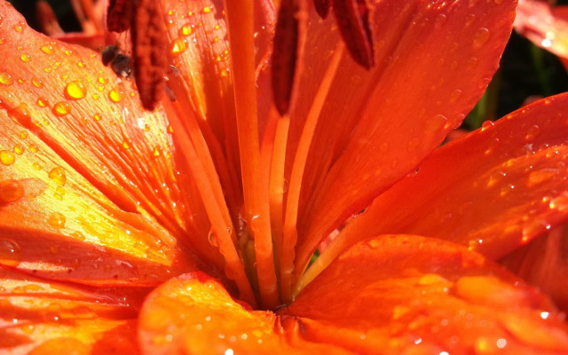 Flower water droplets bee macro free wallpaper - medium preview image