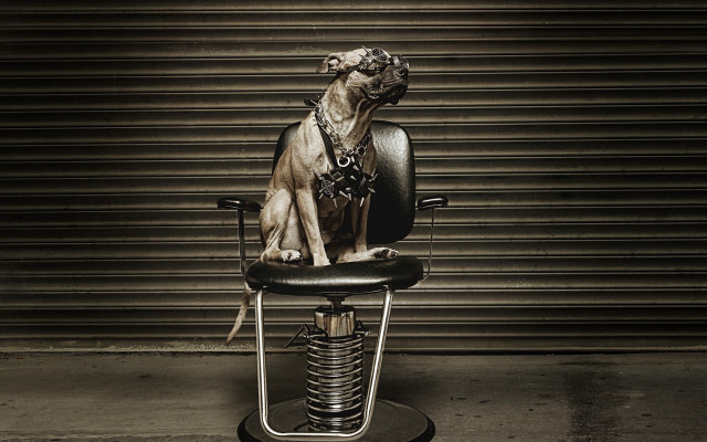 Dog sitting chair leash collar free wallpaper - medium preview image