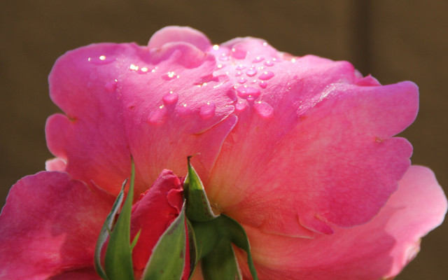 Pink flower water droplets macro #16 free wallpaper - medium preview image