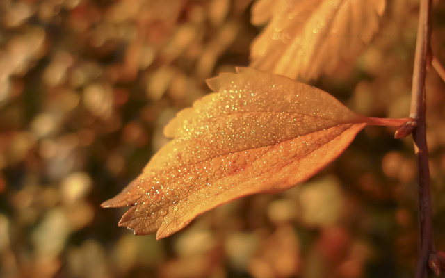 Leaf water droplets autumn macro free wallpaper - medium preview image