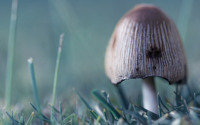 Mushroom greenfield blueSky clouds photorealism free wallpaper - medium preview image