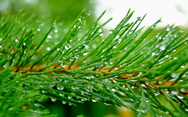 Pine water droplets christmas macro free wallpaper - medium preview image