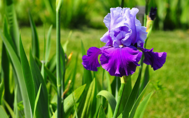 Purple flower green grass blurry free wallpaper - medium preview image