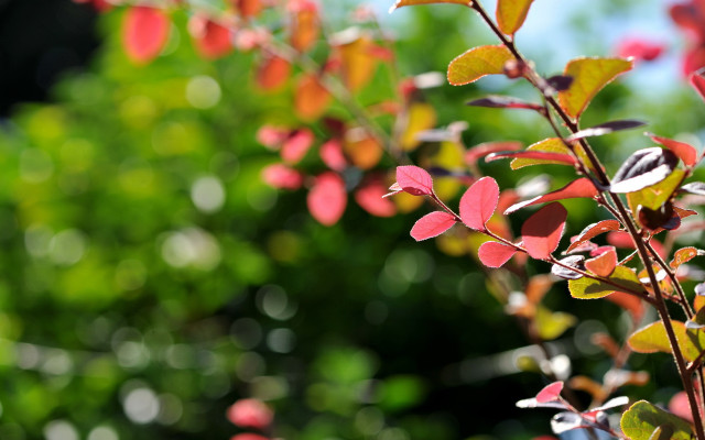 Red leaves blurry background macro free wallpaper - medium preview image