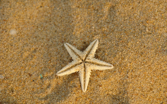 Starfish beach sand macro naturalisme free wallpaper - medium preview image
