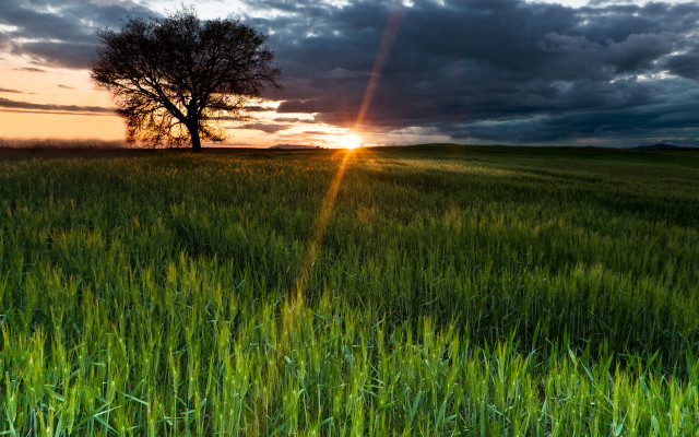 Sunset tree clouds field horizon free wallpaper - medium preview image