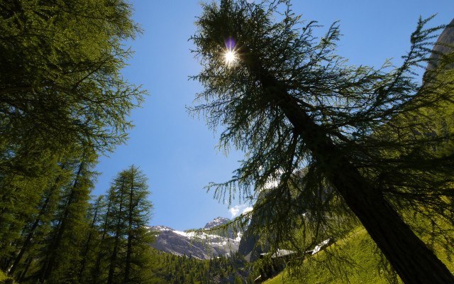 Mountain trees sunlight foliage fence free wallpaper - medium preview image